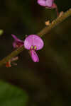 Florida ticktrefoil